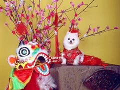 -超宠爱宠物摄影-Super pet
