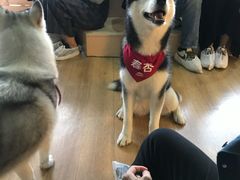 -Husky Go! 哈士奇体验馆·宠物咖啡厅狗咖