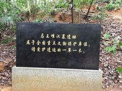 -马王堆汉墓遗址