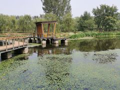 -东郊湿地公园