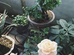 -万商花鸟市场