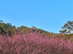 -鼓岭旅游度假区