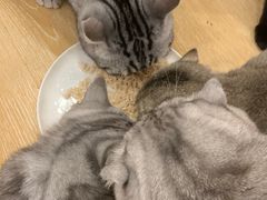 -猫咪派对(江南西店)