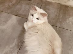 -楼上猫咖(罗湖店)