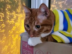 -宠爱国际动物医院· 猫科· 外科·中兽医(长白店)