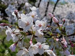 -顾村公园