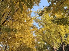 -三里屯东五街银杏大道