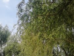 -丁香湖公园