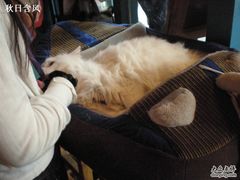 -Babycat私家御饼屋(龙头路一店)