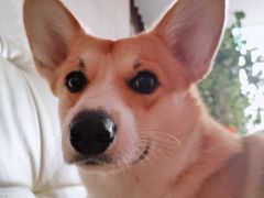 -爱侣宠医·鹦鹉专科·小型哺乳类·异宠专科(灵石路店)