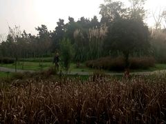 -白鹭湾湿地公园