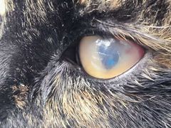 -贝利宠物医院·骨科·眼科·肿瘤转诊中心(南坪诊疗中心)