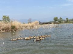 -野鸭湖国家湿地公园