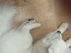 -Let's go狗咖·猫咖·奶狗·桌游(春熙路IFS店)