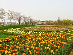 -金卉庄园