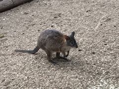 -费瑟代尔野生动物园