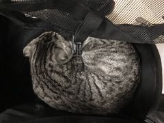 -纳吉亚猫专科动物诊疗中心(蒋宅口分院)