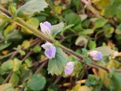 -国家植物园南园