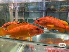 -东国海鲜火锅城(氹仔店)