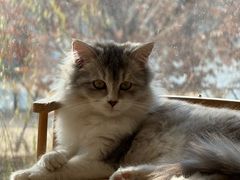 -有猫儿腻咖啡厅.猫咖