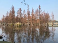 -白鹭湾湿地公园