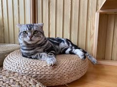 -Catmate·猫肥家润(金润铂宫店)