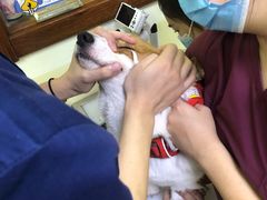 -美联众合动物医院·24h转诊中心