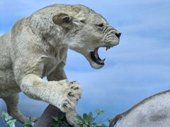 -西霞口神雕山野生动物世界