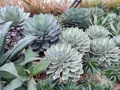 -深圳仙湖植物园