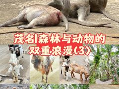 -广东茂名森林公园