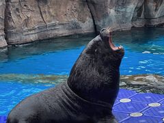 -海合安成都极地海洋公园