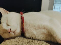 -有猫主题·治愈系猫咖(曾厝垵店)