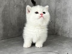 -小猫来了·猫舍(红山六九七九店)