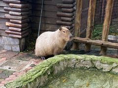 -上海野生动物园