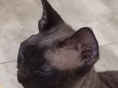 -楼上猫咖(罗湖店)