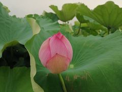 -嘉北郊野公园