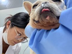 -顺强宠物诊所·狂犬免疫·夜诊·骨科(嘉定店)