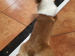 -more than meow吴止猫主题餐厅(承德 中船汇店)