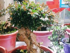 -万商花鸟市场