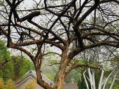 -潭柘寺景区