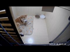 -宠物之家Pets Home 宠物寄养酒店