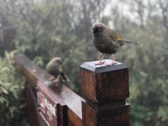 -梵净山旅游区