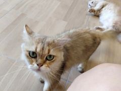 -唐小姐の私宠·宠物洗护美容·撸猫馆·购宠(周浦万达旗舰店)