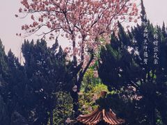 -嘉定紫藤园