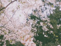 -武汉大学-樱园
