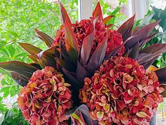 -蝶舍·MAISON PAPILLON