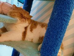 -糯米喵星人·撸猫猫舍咖啡馆(西市场嘉华店)