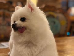 -more than meow吴止猫主题餐厅(承德 中船汇店)