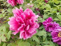 -莲花池公园