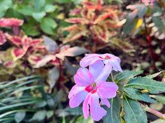 -深圳仙湖植物园